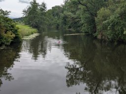 Mainschwimmen Juni 2026
